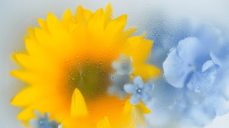 앞으로 일어날 운명의 새로운 전개, 기적이 일어날까